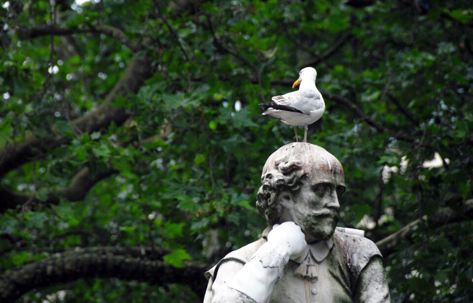 Park bird pigeon