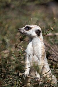 African suricata mammal