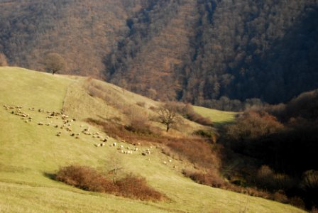 Teghut Mine - Kharatanots (location of future tailings) livestock grazing