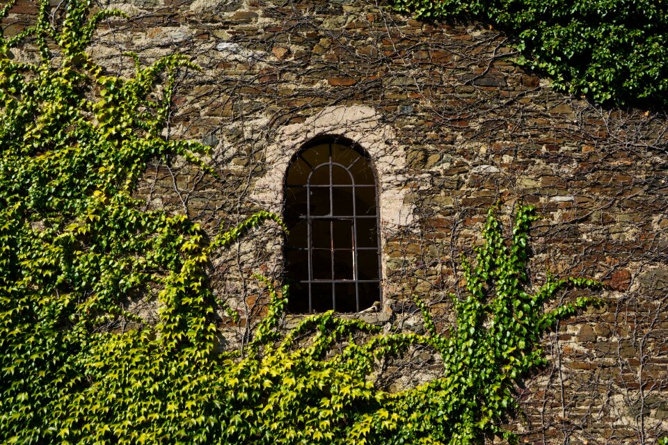 Overgrown natural stone wall leaves