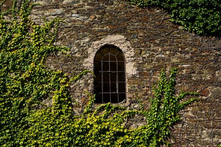 Overgrown natural stone wall leaves