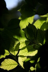 Transparency against the light light