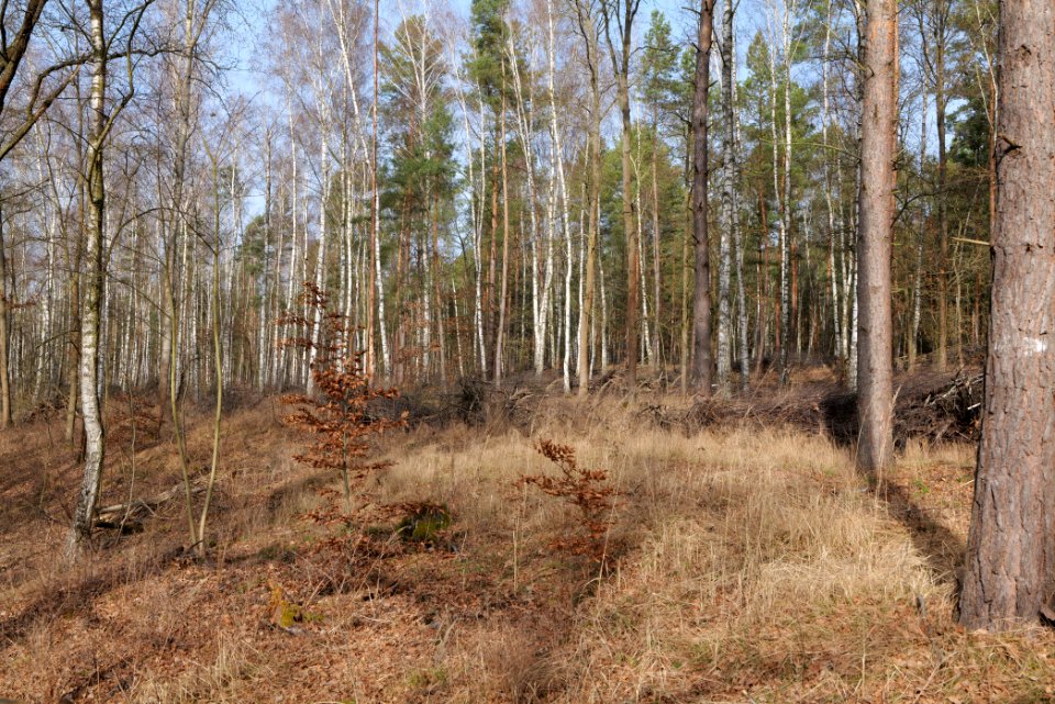 Teltowkanal-Aue 2021-02-24 27