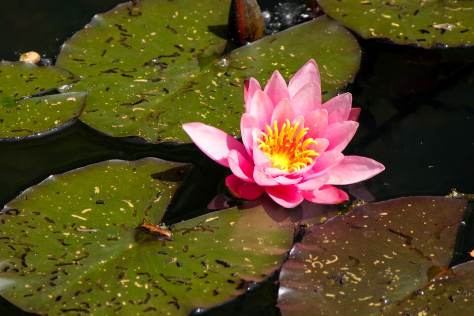 Aquatic plant blossom bloom