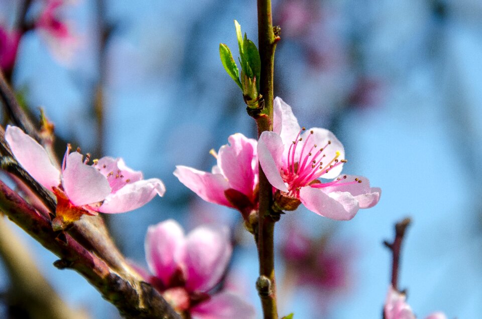 Spring pink cherry tree