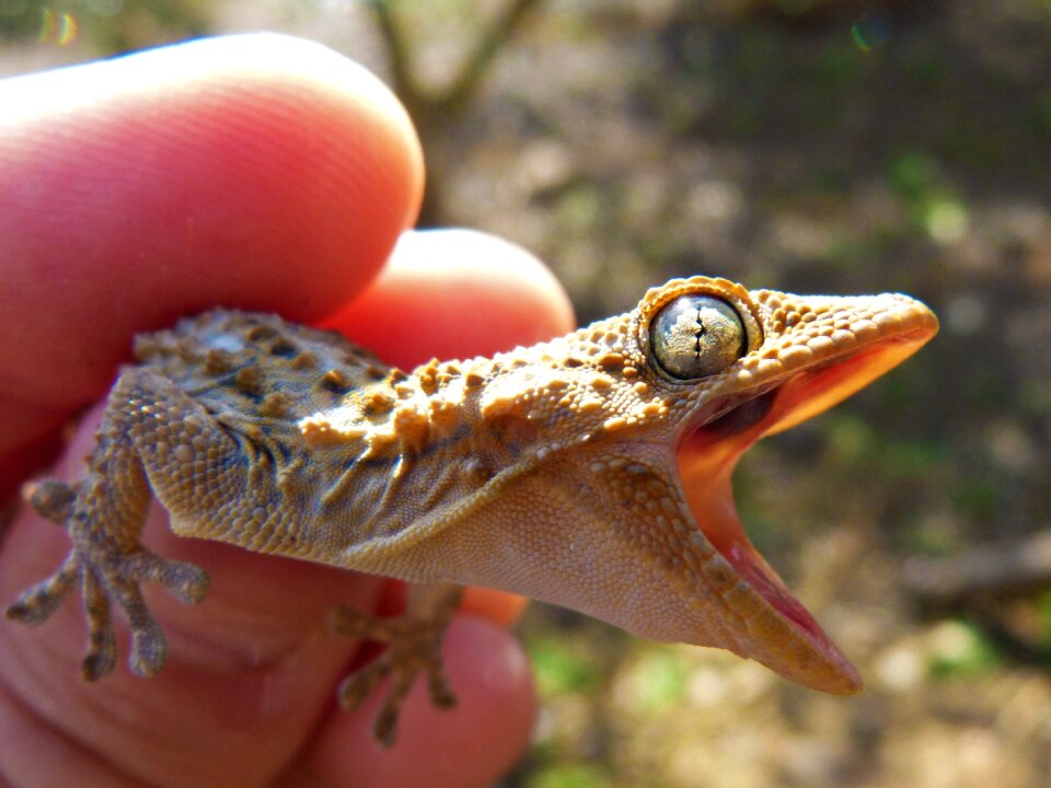 Lizard reptile dragon
