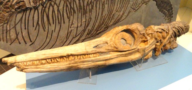 Temnodontosaurus platydon (cast), Lyme Regis, England, Early Jurassic - Royal Ontario Museum - DSC09976