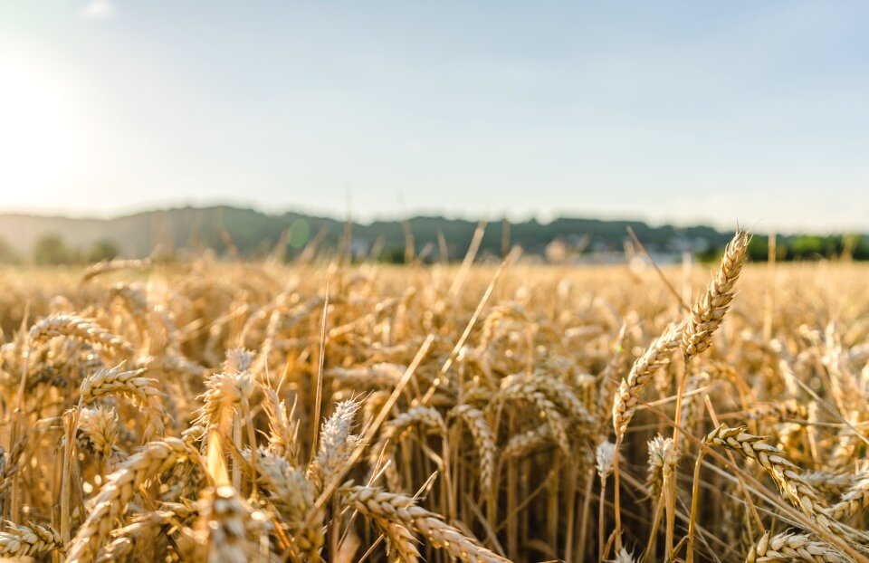 Landscape nature fields