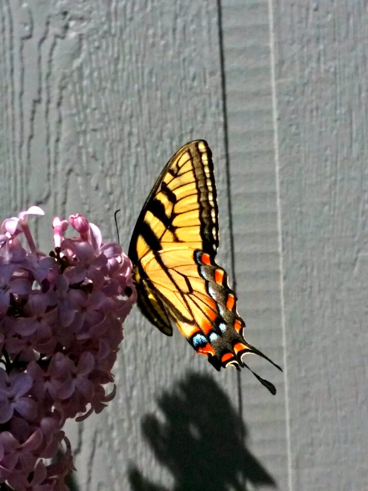 Wood rustic swallowtail
