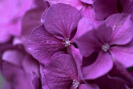 Purple flower plant nature photo