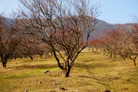 Teghut Mine - Kharatanots (location of future tailings) walnut trees