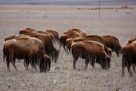 Animals mammal bison