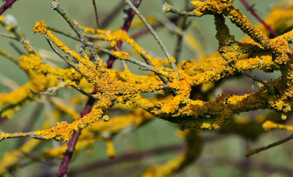 Bush brush braid ordinary gelbflechte