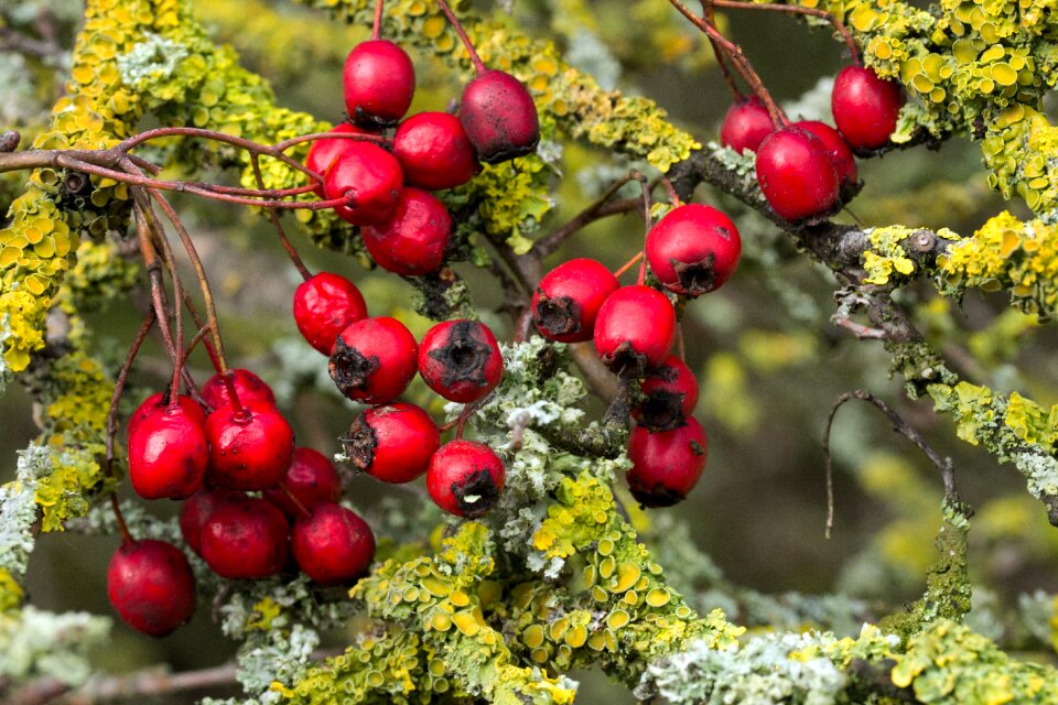Bush berry red ornamental tree