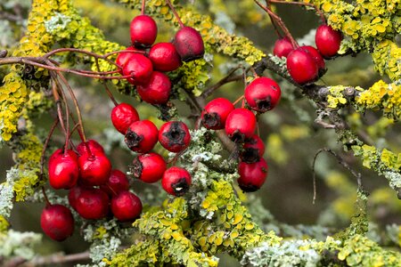 Bush berry red ornamental tree photo