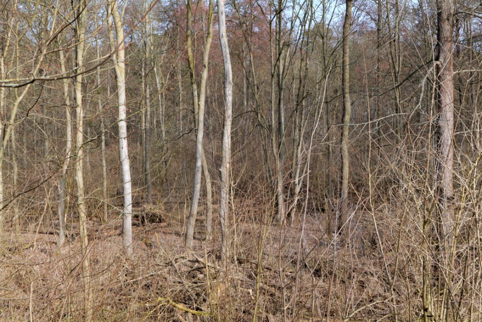 Teltowkanal-Aue 2021-02-24 60