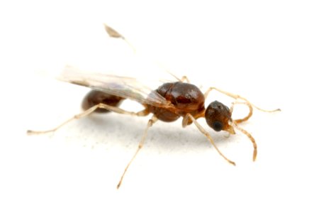 Temnothorax