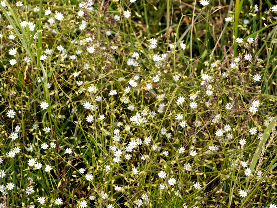Tangle of common starwort