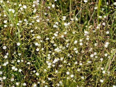 Tangle of common starwort
