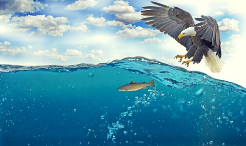 Raptor flying hunting
