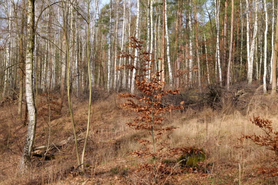 Teltowkanal-Aue 2021-02-24 26