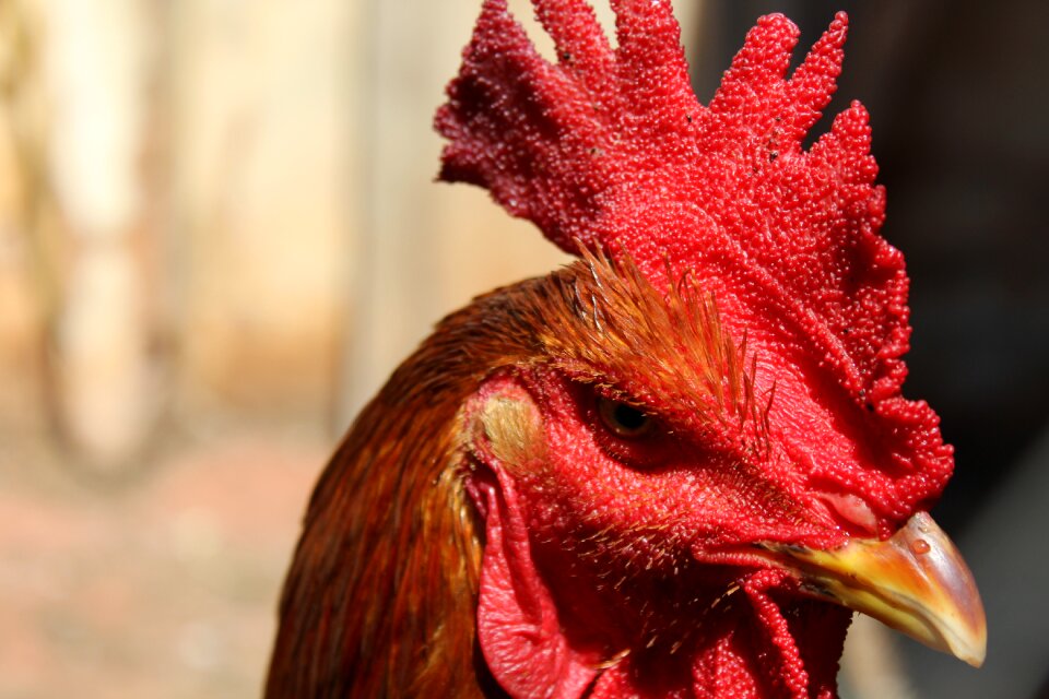 Paige animal chicken