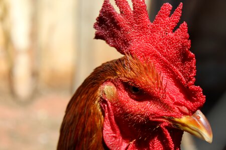 Paige animal chicken