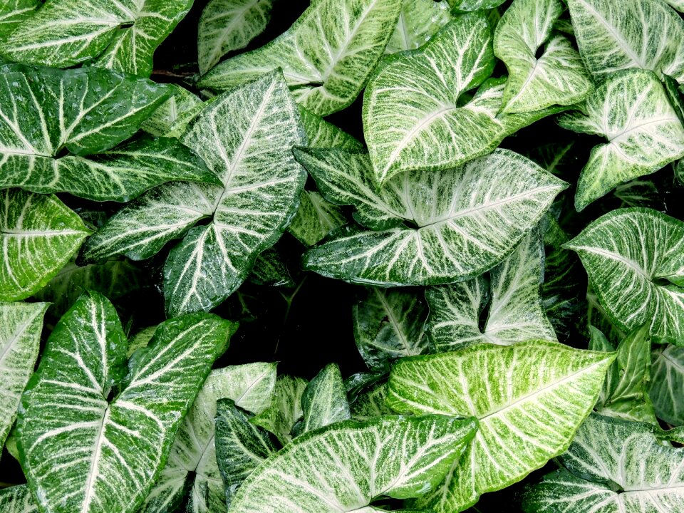 Pattern plant shapes