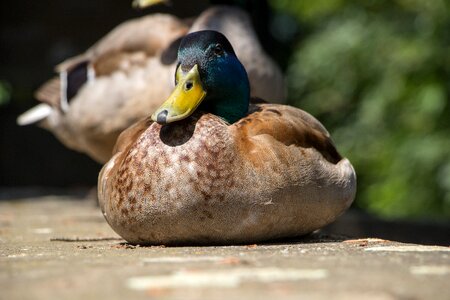 Nature mallard plumage photo