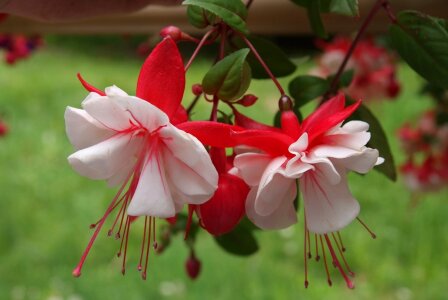 Red white green