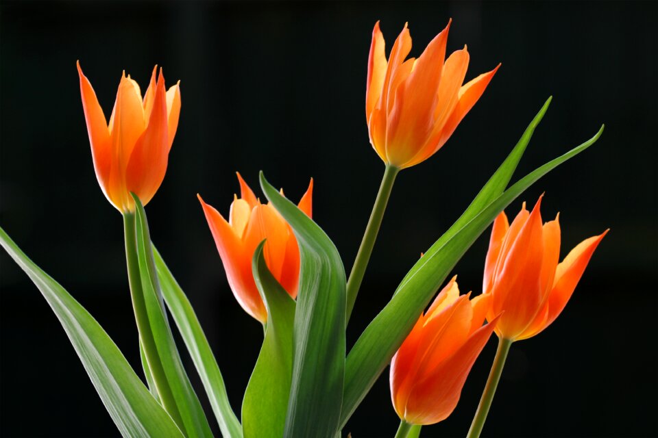 Tulips light leaves