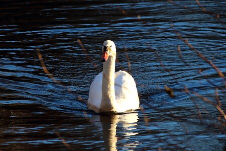 Bird swans animal photo