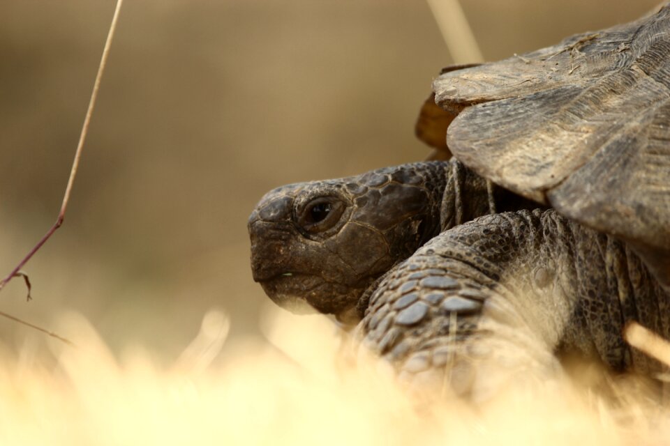 Tortoise animal slow