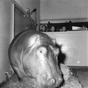 Tanja, nijlpaard te Blijdorp, Bestanddeelnr 918-6451