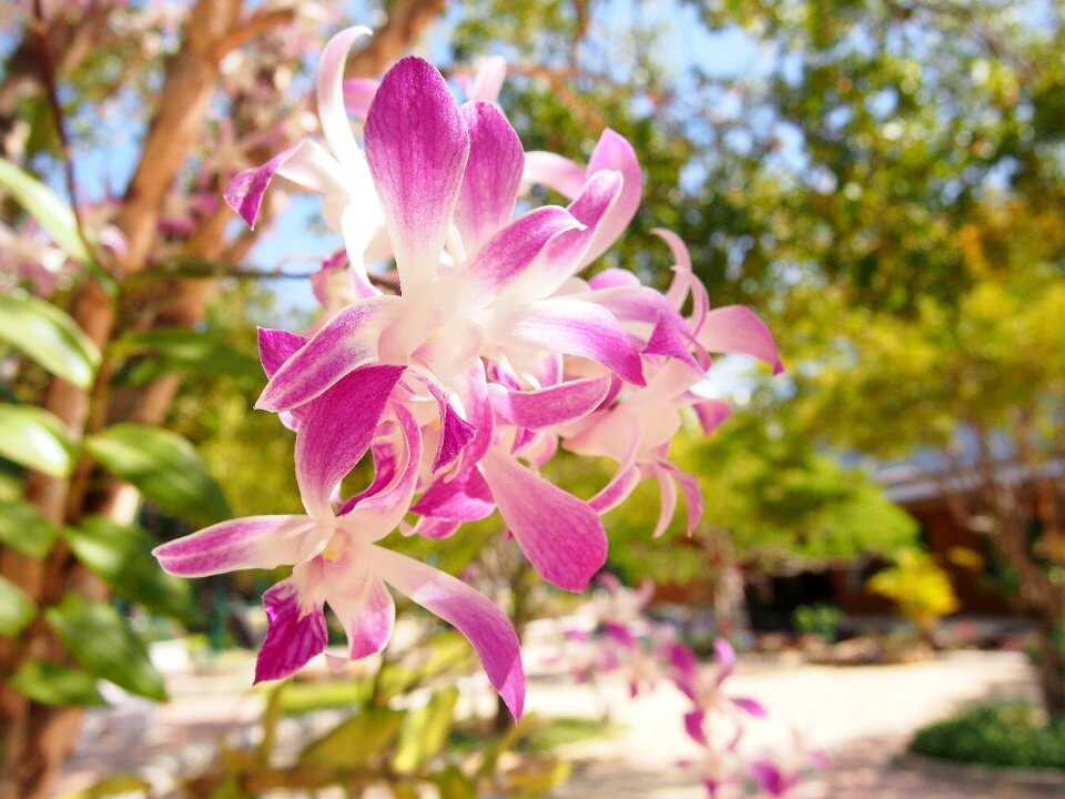 Flowers orchid tree