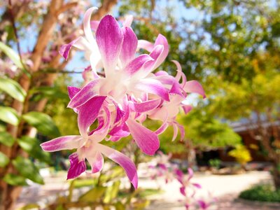 Flowers orchid tree photo