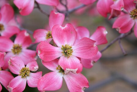 Blossoms spring pink photo