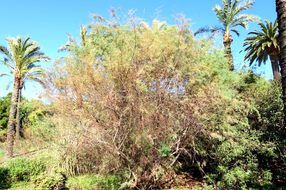 Tamarix canariensis - Jardín Botánico de Barcelona - Barcelona, Spain - DSC09126