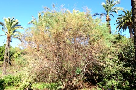Tamarix canariensis - Jardín Botánico de Barcelona - Barcelona, Spain - DSC09126