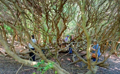 Tangle - Sheffield Park and Garden - East Sussex, England - DSC05646
