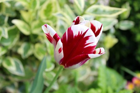 Flower spring flowers tulip photo