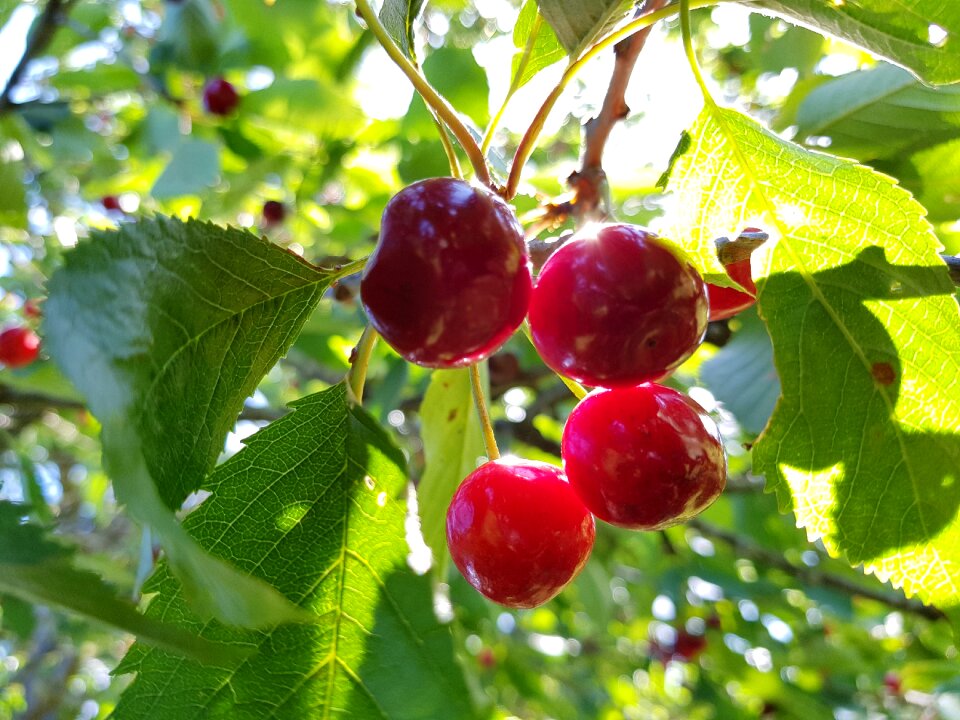 Biggarå garden red