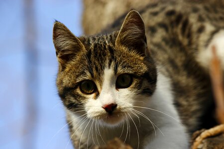 Cat animal overview
