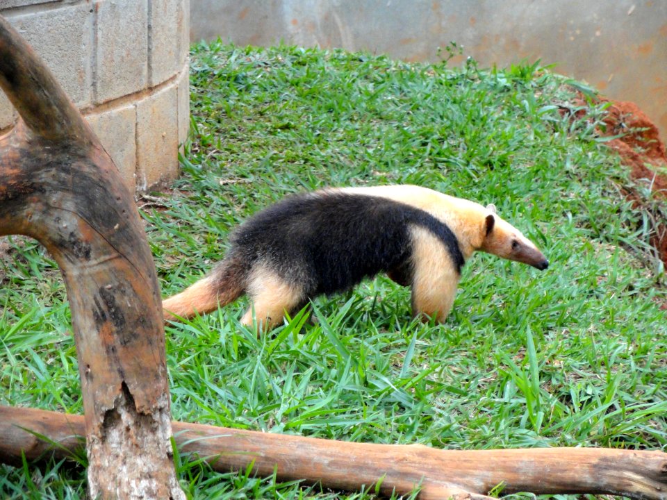 Tamandua tetradactyla - Jardim Zoológico de Brasília - DSC09859