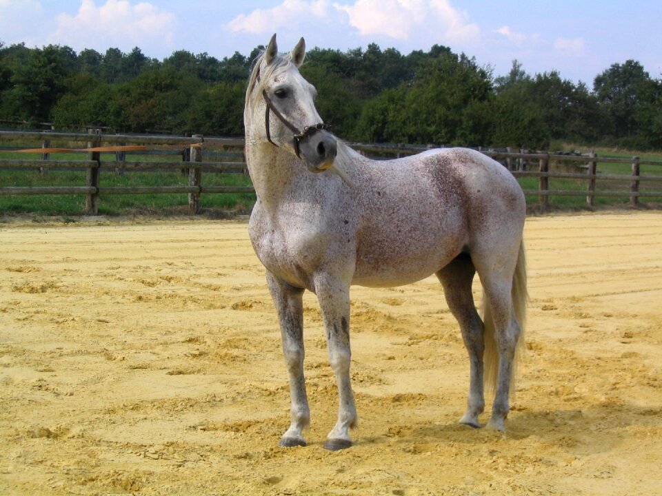 Equine horseback riding white horse