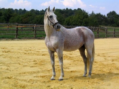 Equine horseback riding white horse photo