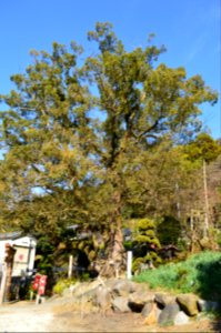 Tamanooya-jinja (Yao), kusu