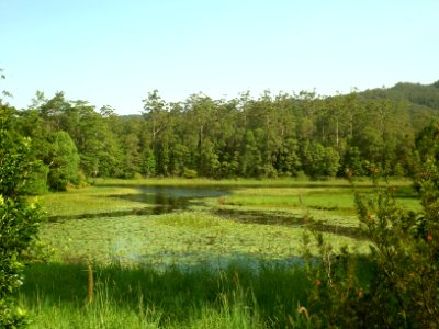 Tallebudgera Creek Dam, Tallebudgera Valley, Queensland