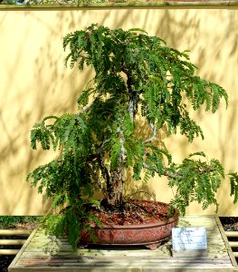 Tamarindus indica - Morikami Museum and Japanese Gardens - Palm Beach County, Florida - DSC03480