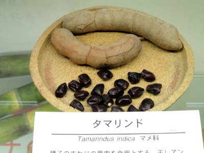 Tamarindus indica - Osaka Museum of Natural History - DSC07854